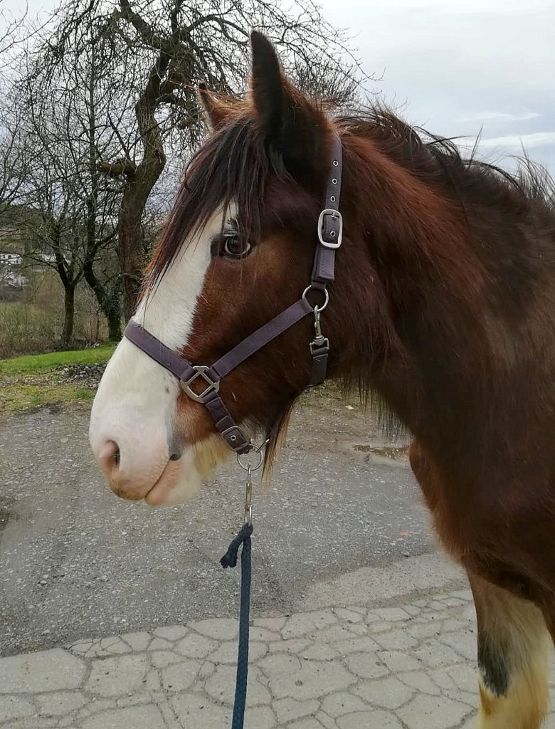 Shire Horse Stute Moosbauers Amelie